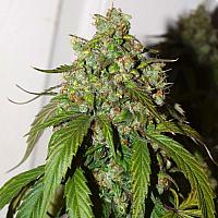 Auto Daiquiri Lime Feminised (BullySeeds)