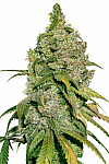 Auto Deimos Feminised (BullySeeds)