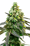 Auto Godfather OG Feminised (BullySeeds)