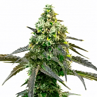 Auto Godfather OG Feminised (BullySeeds)