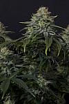 Auto Gorilla Cookies Feminised (BullySeeds)