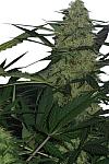 Auto Royal Queen Feminised (BullySeeds)