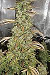 Auto Xtreme Feminised (BullySeeds)