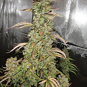 Auto Xtreme Feminised (BullySeeds)