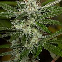 Chemdawg Feminised (BullySeeds)