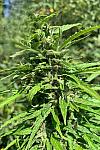 Dos Si Dos Feminised (BullySeeds)