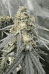 Godfather Og Feminised (BullySeeds)
