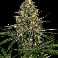 Auto Nyc Diesel Feminised (BullySeeds)