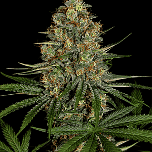 Auto Nyc Diesel Feminised (BullySeeds)