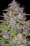 Auto Orange Sherbet Feminised (BullySeeds)
