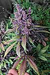 Auto Purple Lemonade Feminised (BullySeeds)