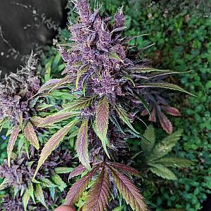 Auto Purple Lemonade Feminised (BullySeeds)