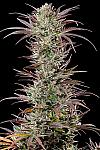 Agent Orange Feminized (Canadian Seeds)
