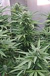 Auto Afghan Express Feminized (Canadian Seeds)