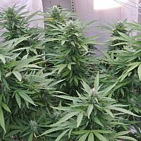 Auto Afghan Express Feminized (Canadian Seeds)