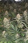 Auto Afghan Original Feminized (Canadian Seeds)