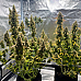 Насіння конопель Auto Afghan Original Feminized - фото 3