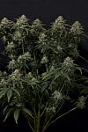 Auto Bin Laden Feminized (Canadian Seeds)