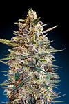 Auto Blue Diesel Feminized (Canadian Seeds)