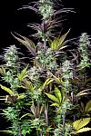 Auto Blueberry (Canadian Seeds)