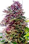 Auto Blueberry Feminized (Canadian Seeds)