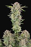 Auto Bruce Banner Feminized (Canadian Seeds)
