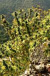Auto California Orange Feminized (Canadian Seeds)