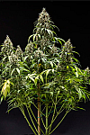 Auto Canadian Queen Feminized (Canadian Seeds)