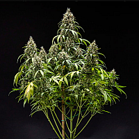 Auto Canadian Queen Feminized (Canadian Seeds)