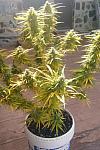 Auto Candy Kush Feminized (Canadian Seeds)