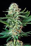 Auto Critical Cheese Feminized (Canadian Seeds)