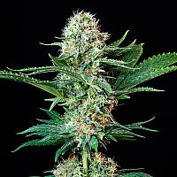 Auto Critical Cheese Feminized (Canadian Seeds)