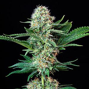 Auto Critical Cheese Feminized (Canadian Seeds)