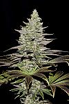 Auto Dynamite Feminized (Canadian Seeds)