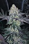 Auto Elephant Feminized (Canadian Seeds)