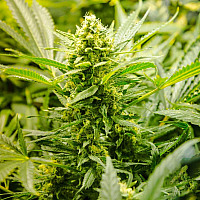 Auto Frankenstein Feminized (Canadian Seeds)