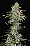 Auto Frankenstein Feminized (Canadian Seeds)