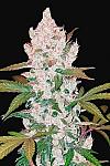 Auto Girl Scout Cookies Feminized (Canadian Seeds)