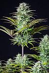 Auto Gorilla Cake Feminized (Canadian Seeds)