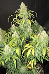 Auto Gorilla Glue #4 Feminized (Canadian Seeds)