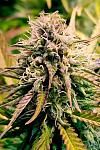 Auto Green Dragon Feminized (Canadian Seeds)