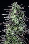 Auto Haze XL Feminized (Canadian Seeds)