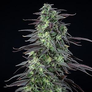 Auto Haze XL Feminized (Canadian Seeds)