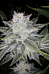 Auto Killer Feminized (Canadian Seeds)