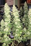 Auto Magnum Feminized (Canadian Seeds)