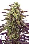 Auto Mango Feminized (Canadian Seeds)