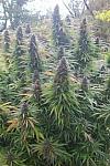Auto Mescaline Feminized (Canadian Seeds)