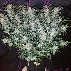 Auto Mexican Airlines Feminized (Canadian Seeds)