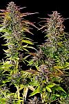 Auto Mexican Airlines Feminized (Canadian Seeds)