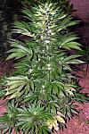 Auto Moonlight Express Feminized (Canadian Seeds)